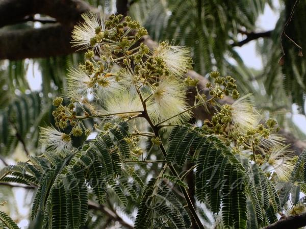 Chinese Albizia
